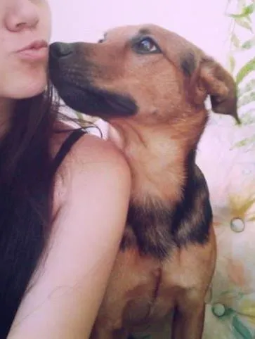 Cachorro ra a labrador com vira-lata idade 1 ano nome ozzy