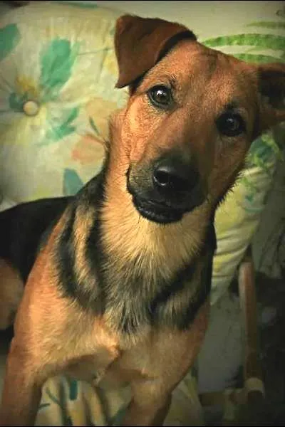 Cachorro ra a labrador com vira-lata idade 1 ano nome ozzy