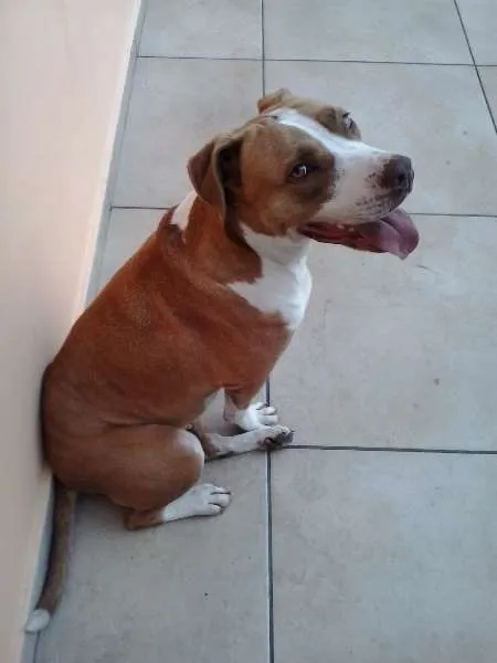 Cachorro ra a Pit Bull idade 3 anos nome Nina