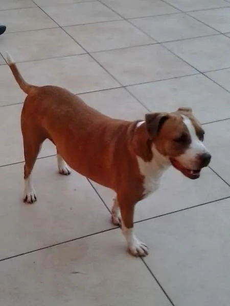 Cachorro ra a Pit Bull idade 3 anos nome Nina
