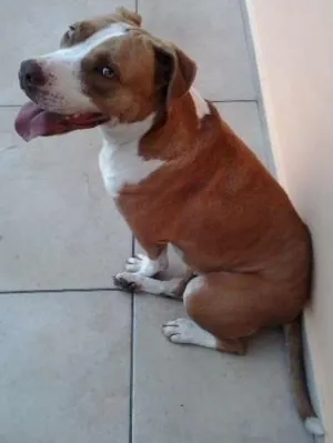 Cachorro raça Pit Bull idade 3 anos nome Nina