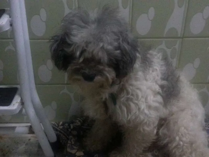 Cachorro ra a Poodle idade 1 ano nome Dobby
