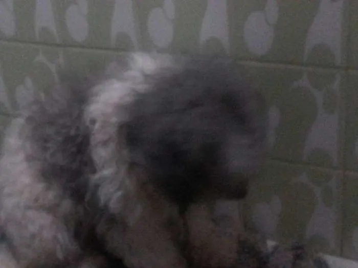 Cachorro ra a Poodle idade 1 ano nome Dobby