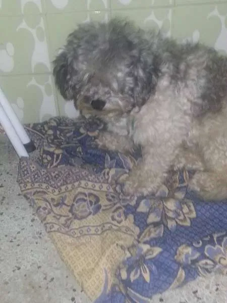 Cachorro ra a Poodle idade 1 ano nome Dobby