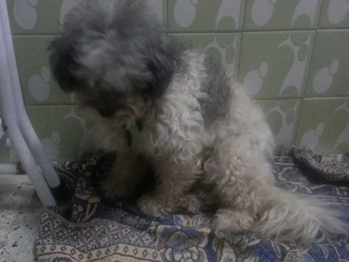 Cachorro ra a Poodle idade 1 ano nome Dobby