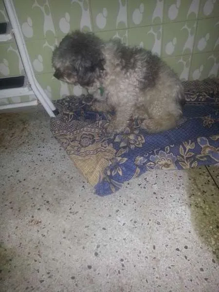 Cachorro ra a Poodle idade 1 ano nome Dobby