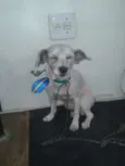 Dobby