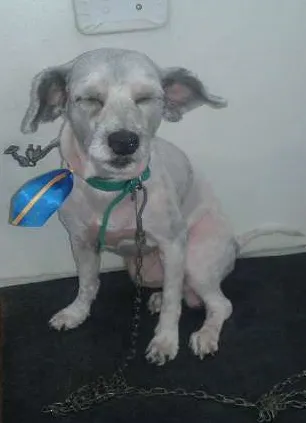 Cachorro ra a Poodle idade 1 ano nome Dobby