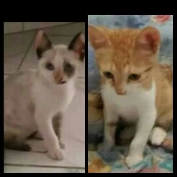 Gato ra a  idade Abaixo de 2 meses nome Mia (ruiva) e Pietro.
