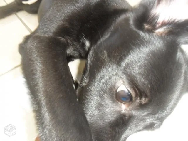 Cachorro raça SRD idade 2 anos nome YUMI