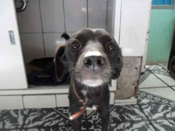 Cachorro raça SRD idade 2 anos nome YUMI