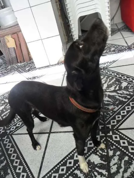 Cachorro raça SRD idade 2 anos nome YUMI