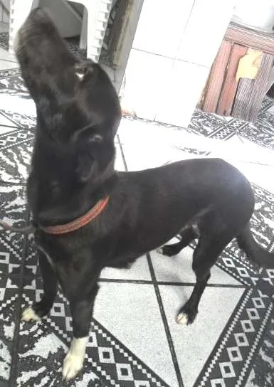 Cachorro raça SRD idade 2 anos nome YUMI