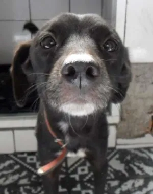 Cachorro raça SRD idade 2 anos nome YUMI