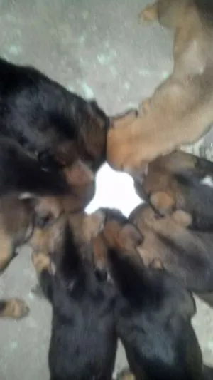 Cachorro raça viralata idade Abaixo de 2 meses nome ainda não tem nomes.