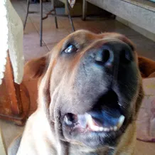 Cachorro raça Sharpei idade 4 anos nome Maya