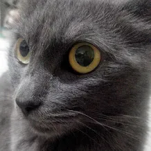 Gato raça SRD idade 2 anos nome Nina