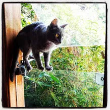 Gato raça SRD idade 2 anos nome Nina