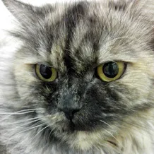 Gato raça Persa idade 3 anos nome Mandy