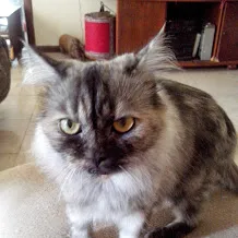 Gato raça Persa idade 3 anos nome Mandy