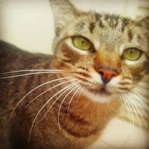 Gato raça SRD idade 2 anos nome Smeagol