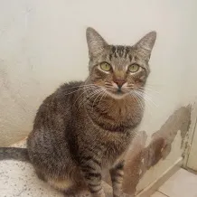 Gato raça SRD idade 2 anos nome Smeagol