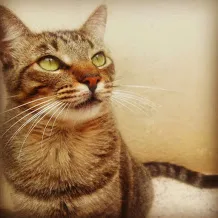 Gato raça SRD idade 1 ano nome Xuxu