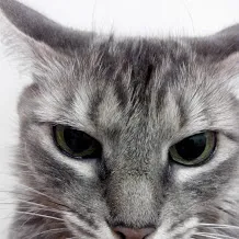 Gato raça SRD idade 5 anos nome Toulose