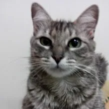 Gato raça SRD idade 5 anos nome Toulose