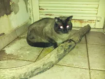 Gato raça Siamês idade 2 anos nome Tuco