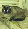 Gato raça Siamês idade 2 anos nome Tuco