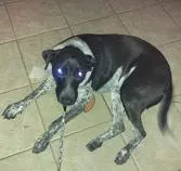 Cachorro raça Perdigueiro idade 2 anos nome Marlon