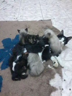 Gato raça SRD idade 2 a 6 meses nome Gatinhos variados