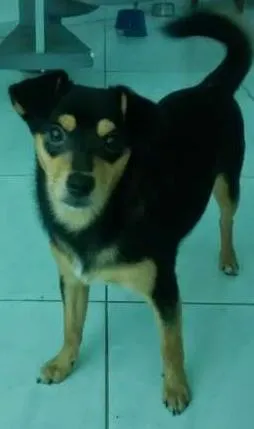 Cachorro raça Black Jack Russel idade 7 a 11 meses nome Jack