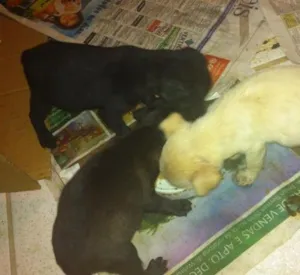 Cachorro raça Desconhecida idade Abaixo de 2 meses nome Sem nome