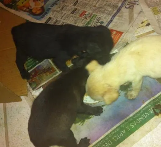 Cachorro ra a Desconhecida idade Abaixo de 2 meses nome Sem nome