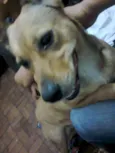 Lôla