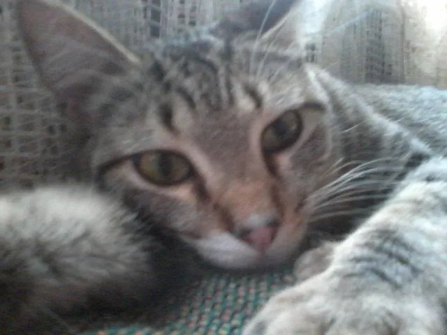 Gato ra a SRD idade 7 a 11 meses nome Maria
