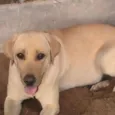 Mel