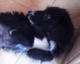 Pantera