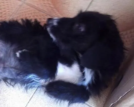 Cachorro ra a SRD idade 7 a 11 meses nome Pantera