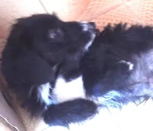 Cachorro raça SRD idade 7 a 11 meses nome Pantera