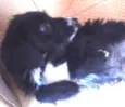 Pantera