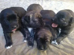 Cachorro raça Não sei idade Abaixo de 2 meses nome Não tem