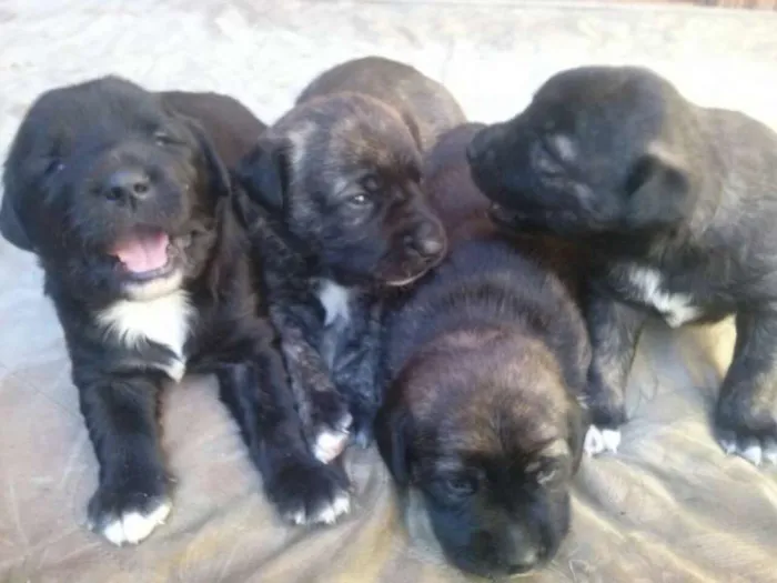 Cachorro ra a Não sei idade Abaixo de 2 meses nome Não tem