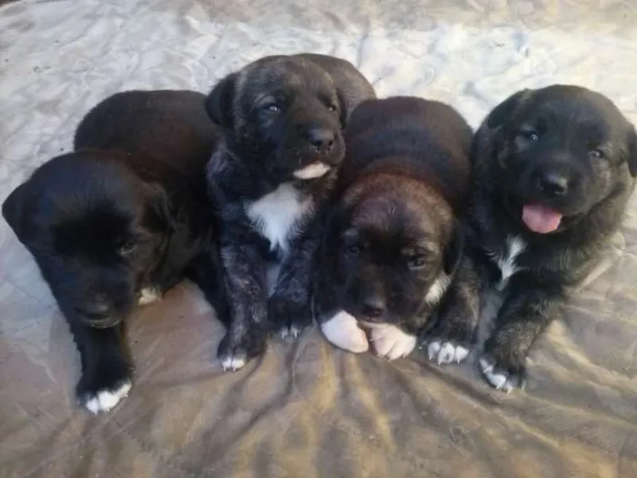 Cachorro ra a Não sei idade Abaixo de 2 meses nome Não tem