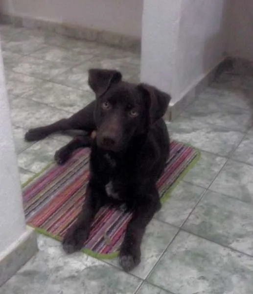 Cachorro raça Indefinida idade 2 a 6 meses nome Nick