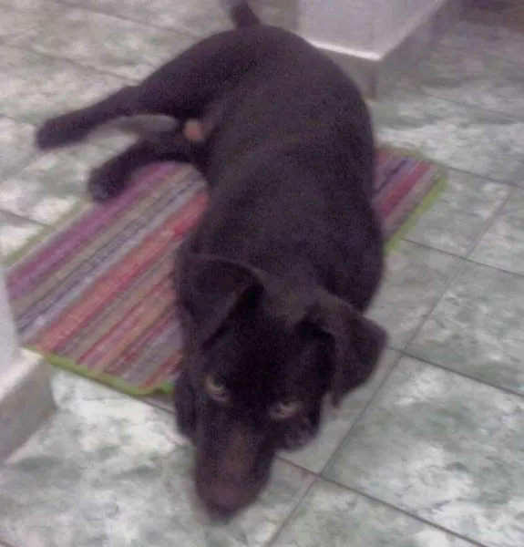 Cachorro raça Indefinida idade 2 a 6 meses nome Nick