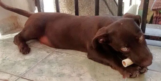Cachorro raça Indefinida idade 2 a 6 meses nome Nick