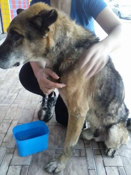 Cachorro ra a Pastor Alemão idade  nome Não sei